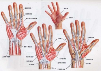 手、手指の痛み ～手指の筋肉の構造～ | ／ブログ | ねんざ・交通事故 ...
