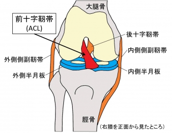 軟部組織損傷 ～膝の病気 側副靭帯損傷～ | ／ブログ | ねんざ・交通事故治療は「ながの鍼灸接骨院」